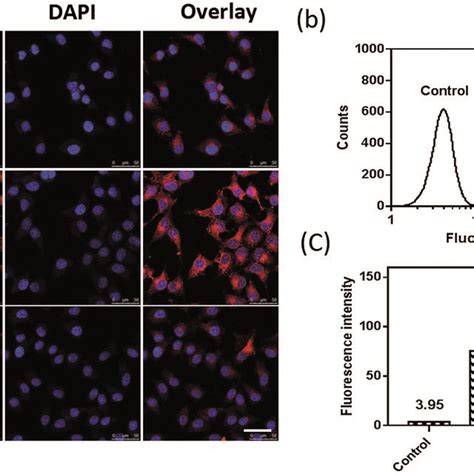 A Clsm And B And C Fcm Of Scc Cells After Treatment With