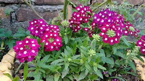 How To Grow And Care Verbena Flower Plant Winter Flower Plant Bahut Hi Khubsurat Phool H Verbena