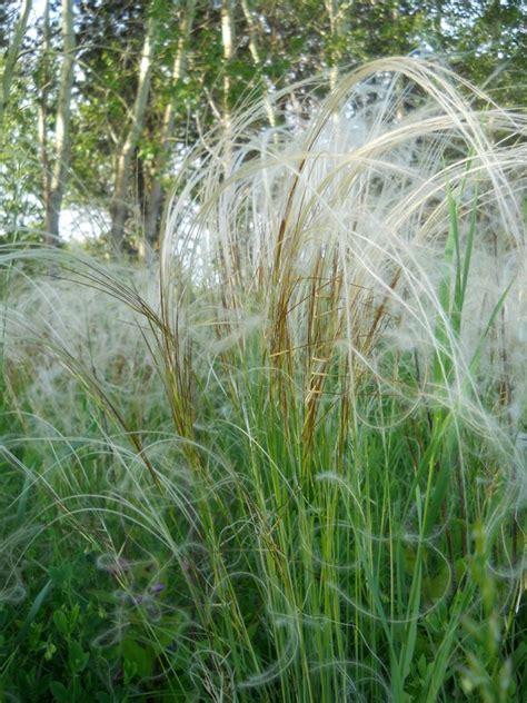 Stipa pennata - Изображение особи - Плантариум