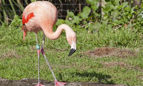 Chilean Flamingo - San Francisco Zoo & Gardens