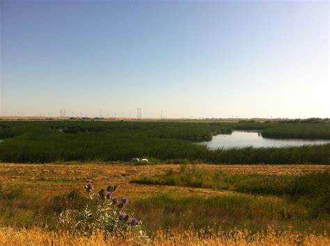 Fellow quantifies wetland carbon budgets | California Sea Grant