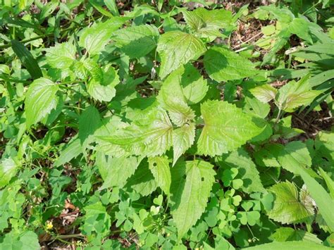 White Snakeroot - A Versatile and Little-Known Wildflower