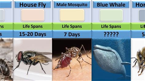 The Shortest And Longest Lifespan Of Different Animals In Years How