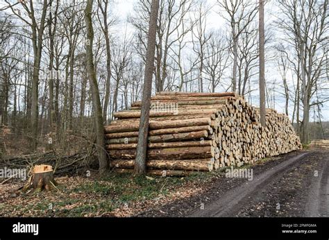 Stack Of Numbered Felled Trees At A Lumberyard Or Logging Site Log