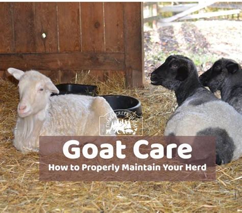 Goat Care and Maintenance of Healthy Goats - Timber Creek Farm