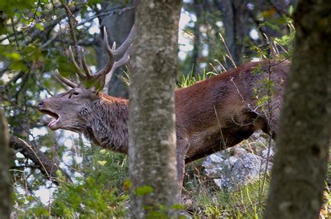 Foreste Casentinesi Stima Dei Cervi E Dei Lupi Del Parco Nazionale