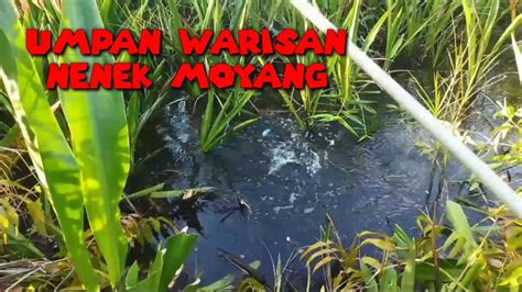 Umpan Paling Ampuh Mancing Papuyu Warisan Nenek Moyang Mancingbetok Jn