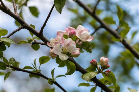 Spring Flowers Blooming Apple Tree In Spring Stock Image Image Of