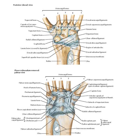 Wrist Ligaments Anatomy Anatomical Charts And Posters