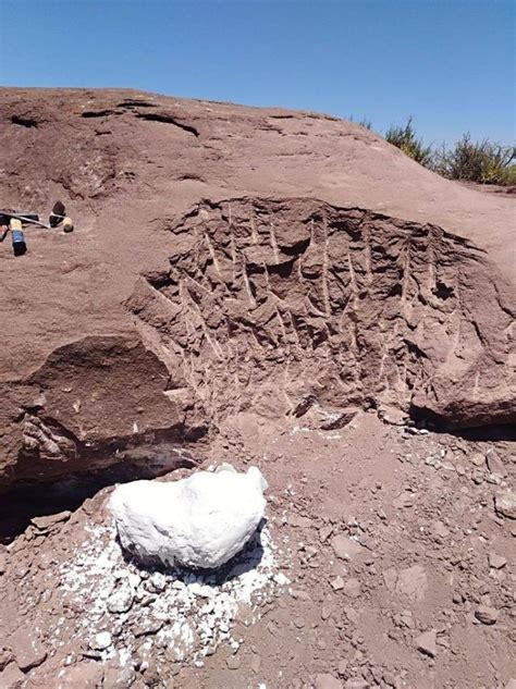 Sorpresa En Vaca Muerta Encontraron Restos Fósiles De Un Dinosaurio De 100 Millones De Años