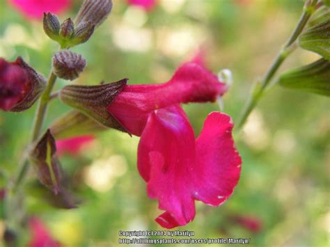 Autumn Sage Salvia Greggii Elk Pomegranate In The Salvias Database