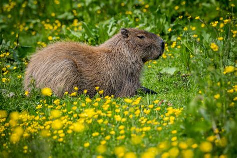 Imágenes De Capybara Descubre Bancos De Fotos Ilustraciones Vectores