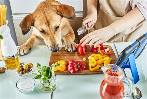 Alimentación y cuidados específicos para mascotas de razas exóticas