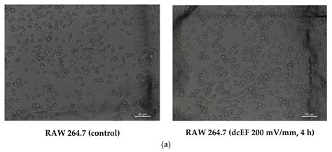 IJMS Free Full Text Hub Proteins Involved In RAW 264 7 Macrophages