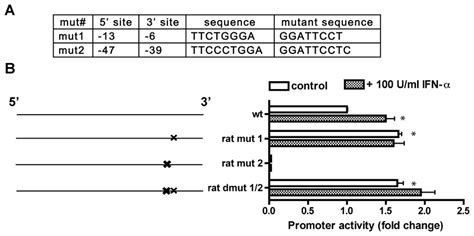 Regulation Of Rat Gsl Promoter Activity By Stat Binding Sites A