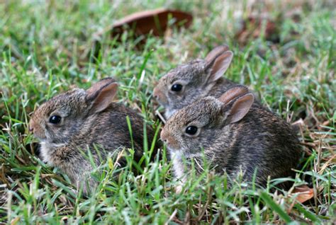 Baby Bunny Hop To Pop