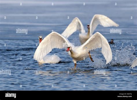 Mute Swan Cygnus Olor Taking Off From Water Veluwemeer Nunspeet