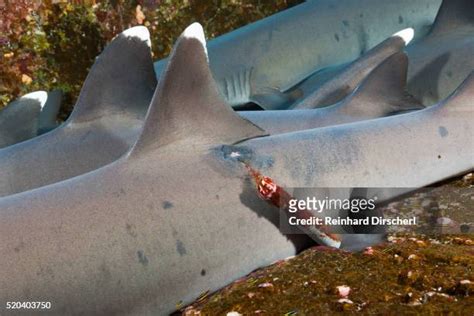 16 Shark Tracking Device Stock Photos High Res Pictures And Images