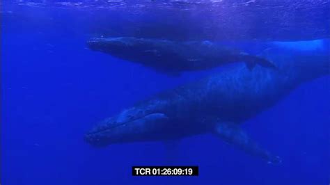 Pacific Life Whales On Vimeo