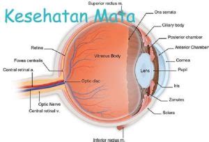 Cara Menjaga Kesehatan Mata