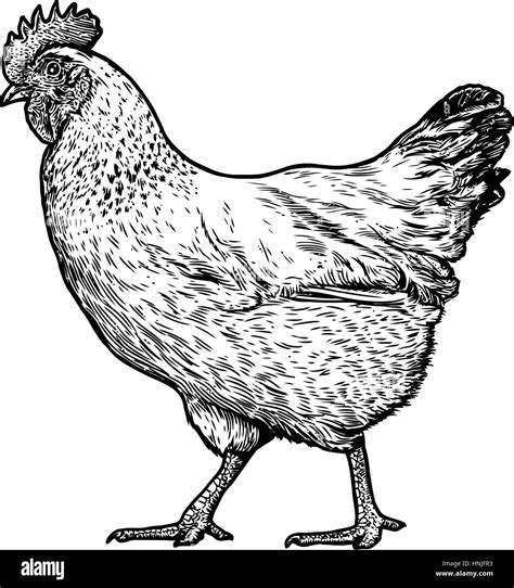 Production Hen Black And White Stock Photos And Images Alamy