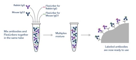 Flexable Antibody Labeling Kits Proteintech