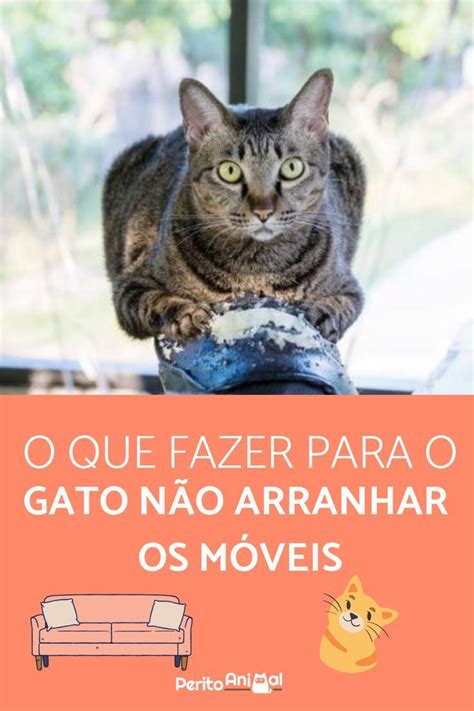 O Que Fazer Para O Gato N O Arranhar Os M Veis Solu Es Eficientes