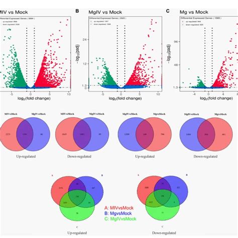 Volcano Plot And Venn Image Of Global Degs In Different Comparison