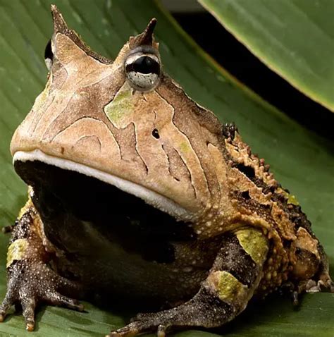 Amazon Horned Frog - Amphibians