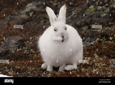 White Rabbit Hi Res Stock Photography And Images Alamy