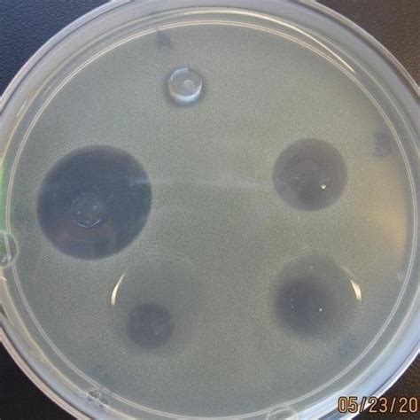 Antimicrobial Activity Of Nisin Containing Films Made With Various Download Scientific Diagram