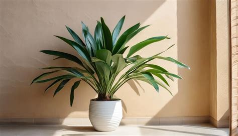 Premium Photo Large Green Plant In White Pot Beige Wall