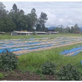 Papua New Guinea Lufa Single Farm From Eastern Highlands Covoya