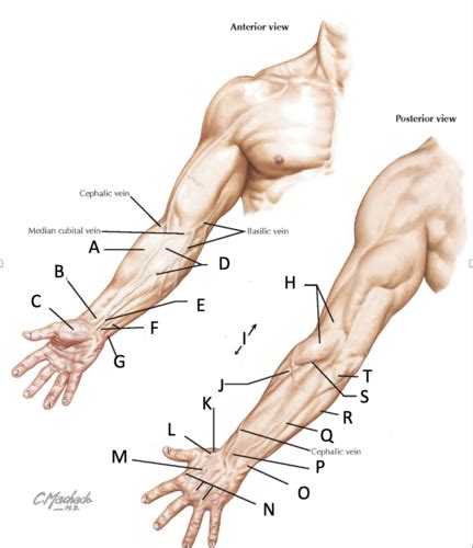 Pht Exam Wrist And Hand And Elbow Oina Flashcards Quizlet