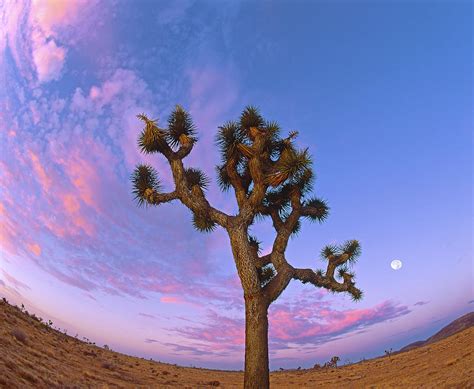 Joshua Tree Swirl Photograph By Paul Breitkreuz