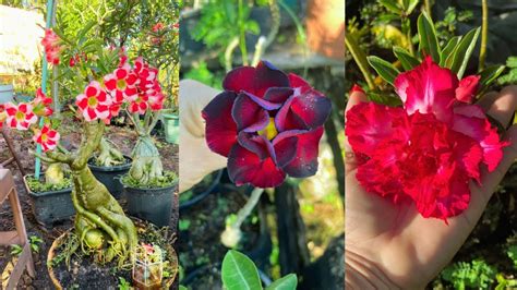 Rosa Do Deserto Estou Espantada O Tamanho Dessa Flor Gigante De