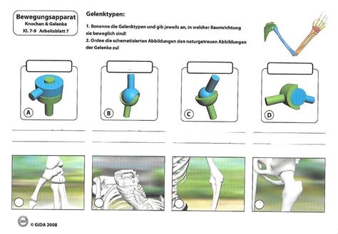 Skelett Gelenktypen Diagram Quizlet