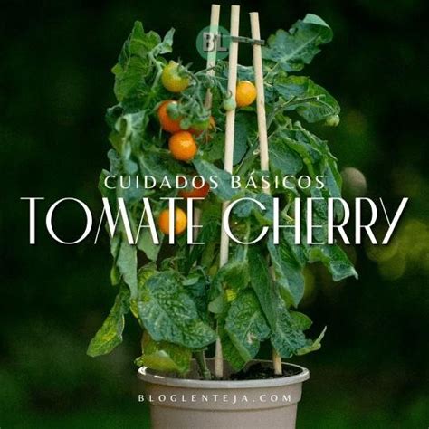 Cultivar Tomates Cherry Consejos Sobre Cultivo Plantas