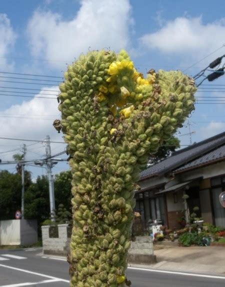 Fukushima Mutations [Photos: Animals and Plants]