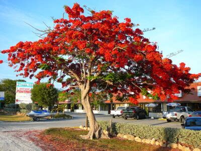 National flower of Gabon - Delonix Regia | Symbol Hunt