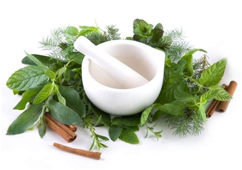 10 Awesome Healing Herbs You Can Use Daily Life Natural Health News