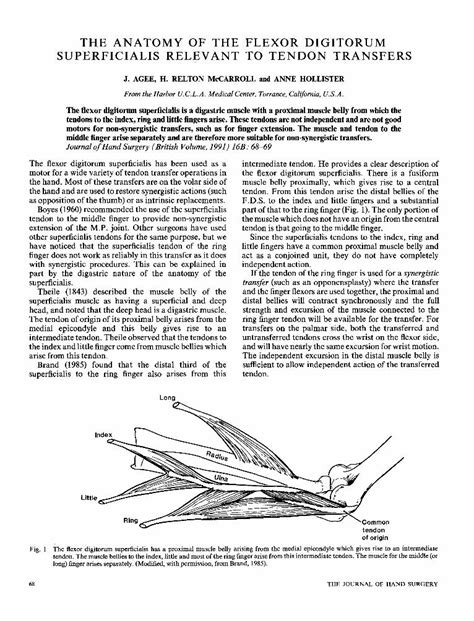 Pdf The Anatomy Of The Flexor Digitorum Superficialis Relevant To