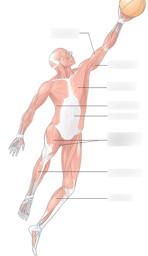 Schaubild Unser K Rper Teil Muskeln Quizlet
