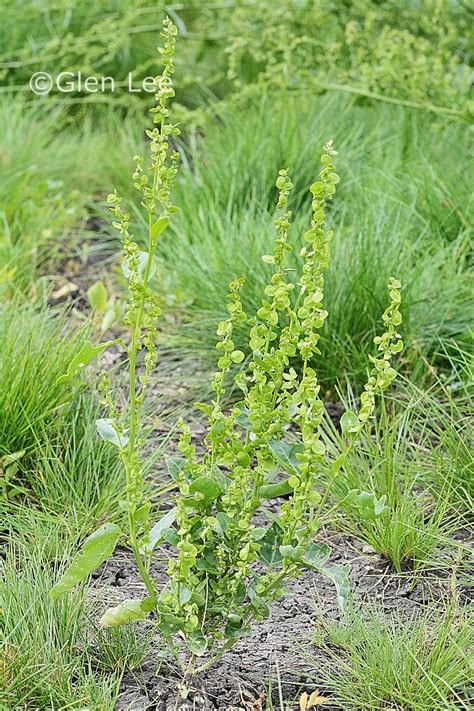 Atriplex hortensis photos Saskatchewan Wildflowers