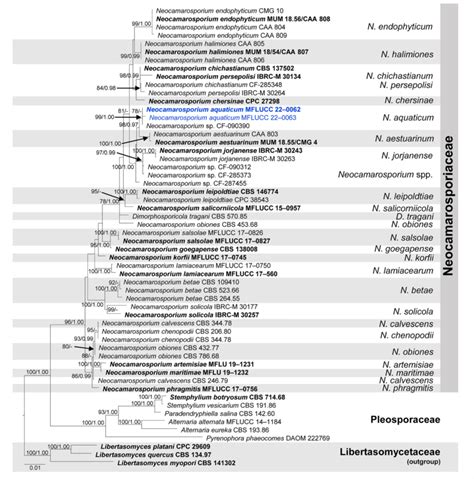 Phylogenetic Tree Generated From Maximum Likelihood Ml Analysis Based Download Scientific