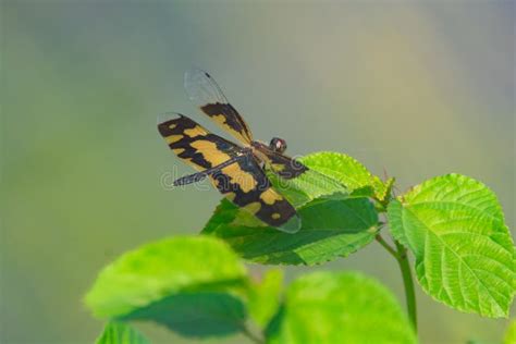 Common Picture Wing Or Variegated Flutterer Rhyothemis Variegata