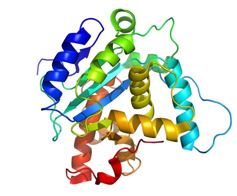 The Native Structure Of The Protein Has Been Searched By Using