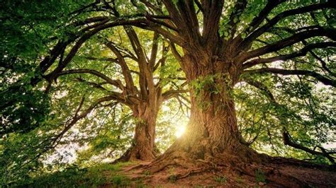 As Principais Leis Ambientais De Direito Ambiental No Brasil