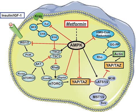 Schematic Of Direct Molecular Ampk Dependent Effects Of Metformin