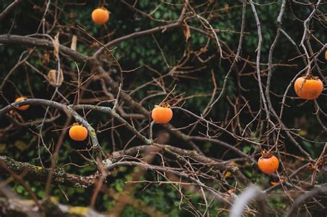 Premium Photo View Through The Naked Branches Of Khaki Fruits Growing